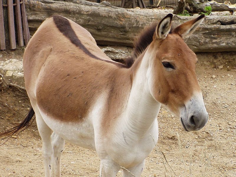 File:Equus kiang holdereri02.jpg