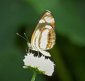 San Vincente, Prov. Chiriqui , Panama