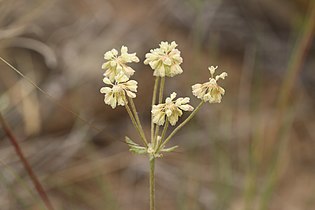 Eriogonum heracleoides