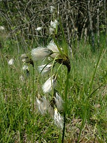 Eriophorum latifolium1.jpg
