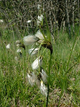 <i>Eriophorum latifolium</i> Species of grass-like plant