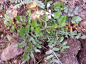 Eruca vesicaria.  Vista general de una planta con flores.