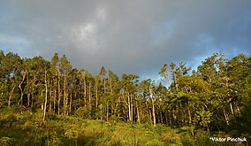 Eua Ulusal Parkı (Tonga) .jpg