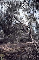Thumbnail for Eucalyptus falciformis
