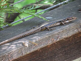 Southern water skink Species of lizard