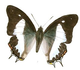 Polyura schreiberi