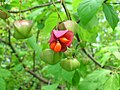 Euonymus sachalinensis BT 02.jpg