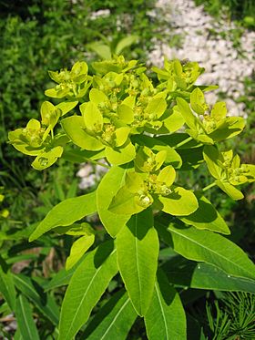 280px-Euphorbia_austriaca02.jpg
