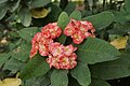 * Nomination Euphorbia milii --Vengolis 02:37, 4 January 2018 (UTC) * Promotion Good quality. -- Johann Jaritz 02:53, 4 January 2018 (UTC)