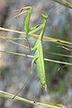 Mantis religiosa