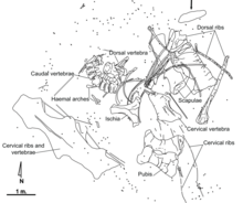 Quarry map of the partial holotype specimen Europatitan quarry map.png