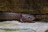 A dull pink salamander with conservative white spots and external gills