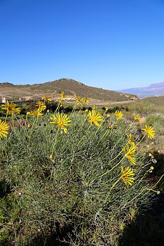 <i>Euryops speciosissimus</i> Species of yellow flowering shrub endemic to the Fynbos region