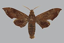 Eurypteryx Shelfordi BMNHE813359 männlich up.jpg