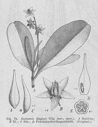 <i>Euthemis minor</i> Species of flowering plant