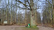 Vorschaubild für FFH-Gebiet Klosterforst Preetz