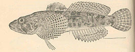 Cottus klamathensis