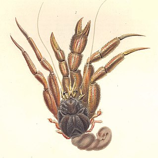 <i>Labidochirus splendescens</i> Species of crustacean