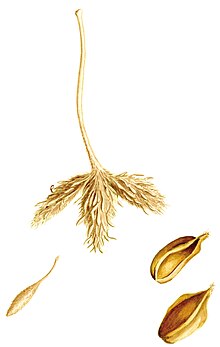 Bestimmungsmerkmal: Fruchtbecher (Cupula) mit spatelförmigen Schuppen. Abb. aus EUFORGEN Technical guidelines for genetic conservation and use.