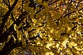 Fall leaves on tree.jpg