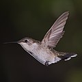 * Nomination Female Ruby-Throated Hummingbird hovering --Pslawinski 01:40, 21 July 2014 (UTC) * Promotion  Support Good quality. --XRay 11:15, 26 July 2014 (UTC)