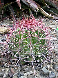 Ferocactus wislizeni 2008-05-01 02.jpg