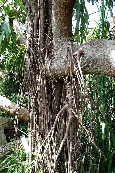File:Ficus elastica PL - Walbrzych - Palm House in Lubiechow - Kroton 002.jpg