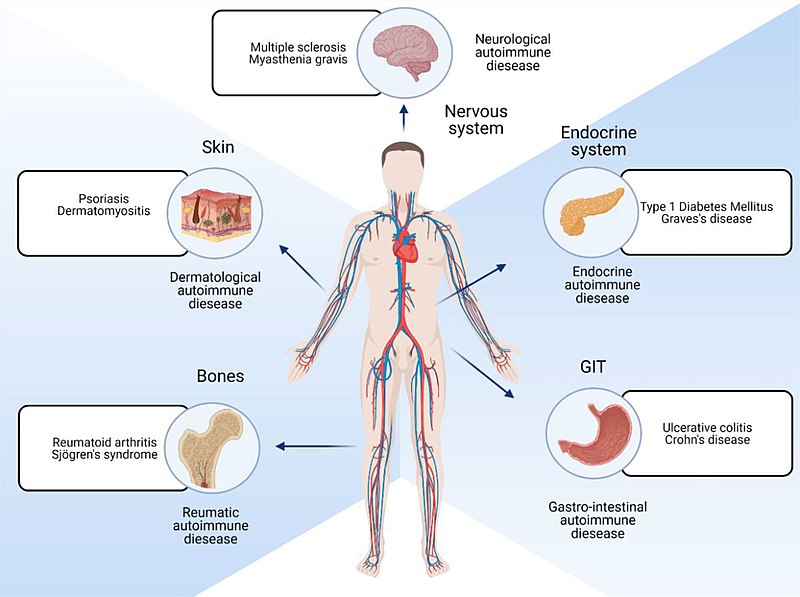 Immune System Function, Conditions & Disorders