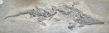 Cast of the first known complete Ichthyosaurus specimen (originally referred to as Proteosaurus), which was destroyed during WW2 First complete ichthyosaur skeleton.jpg