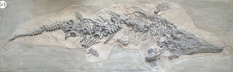 File:First complete ichthyosaur skeleton.jpg