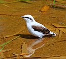 aves De Argentina