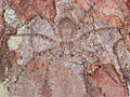 Flickr - Lukjonis - Spider - fusco marginatus (Mimicry).jpg