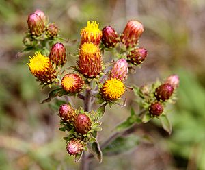 Flickr - don macauley - Ploughman's Spikenard.jpg