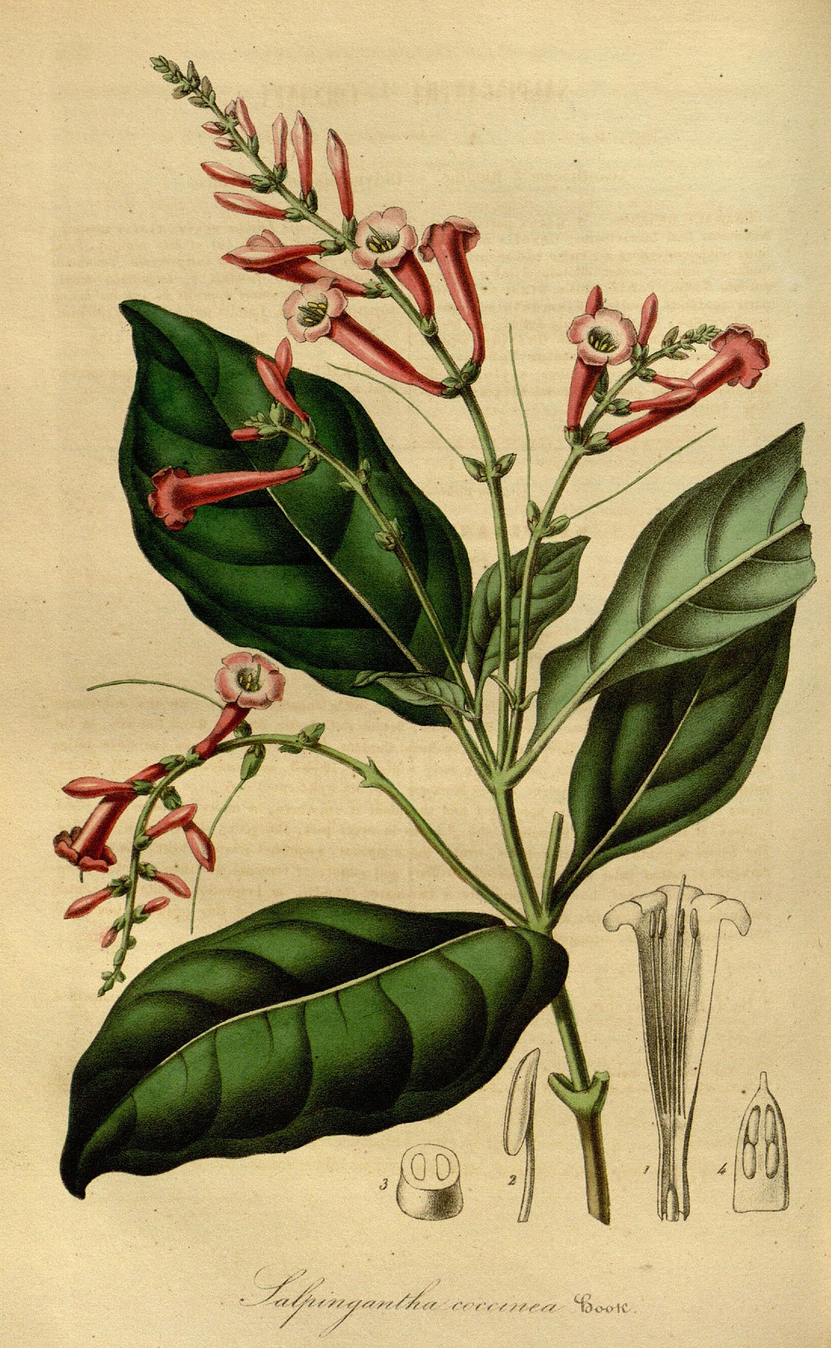 Все ботанические науки. Mirabilis coccinea. Ботанические науки. Cyphia linarioides. Стенандриум.