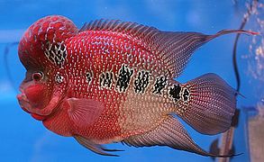 Le Red Flower Horn est un hybride qui a récemment gagné en popularité parmi les aquariophiles, notamment en Asie.
