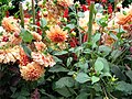 Flowers at Sims park, Conoor, Ooty