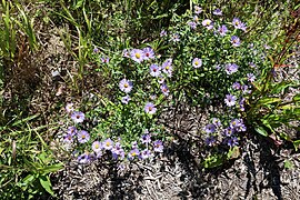 Unknown American aster