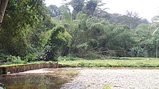 Forest habitat Cote d'Ivoire Foret du banco ( Cote d'Ivoire ).jpg