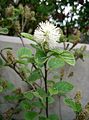 マンサク科Fothergilla属の一種Fothergilla major