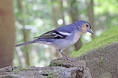 Male F. c. palmae, La Palma, Canary Islands