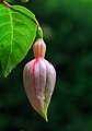   Fuchsia 'Cymon'.