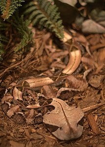 Gaboon viper's bold markings are powerfully disruptive.