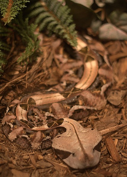 File:Gaboon viper (4530693343).jpg