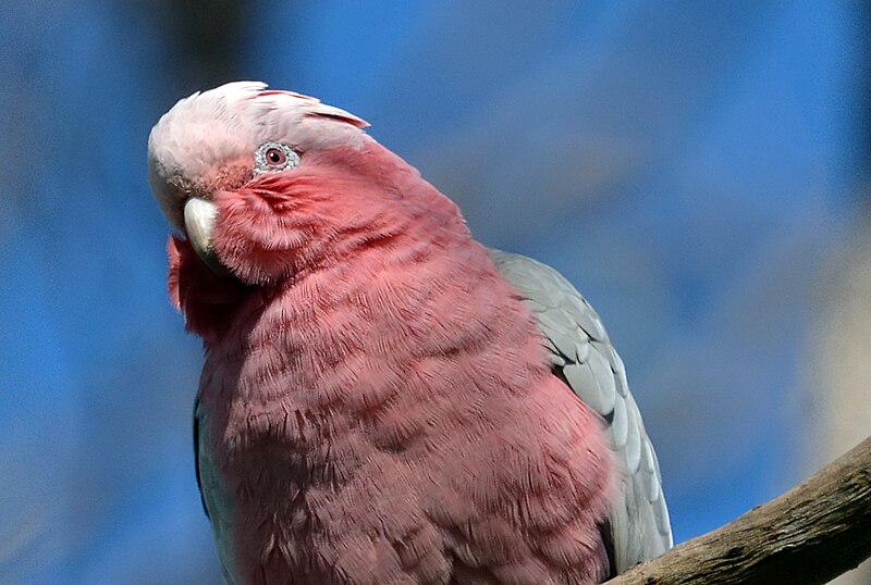 File:Galah (28161696455).jpg