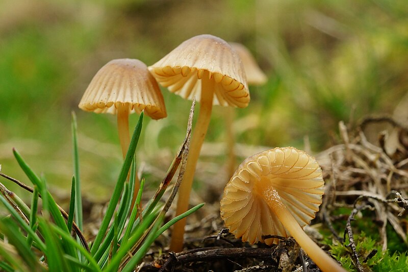 File:Galerina laevis (?) (49189359432).jpg