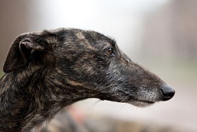 Galgo Español perfil 001.jpg