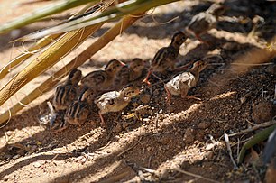 Gambel's quail chicks (20678432374).jpg