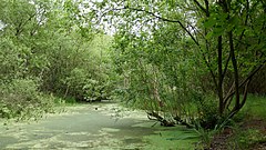 The great Kuhlenmoor in June 2018