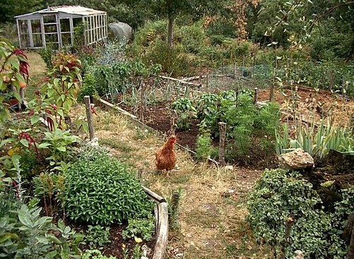 Chicken roaming in an herb garden