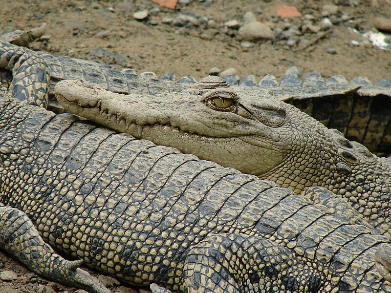 File:Gators (4977613874).jpg